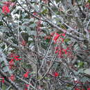 Image de Erythrina lanceolata Standl.