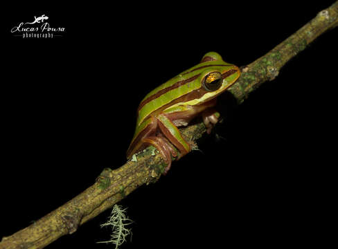 Image of Pajamas tree frog