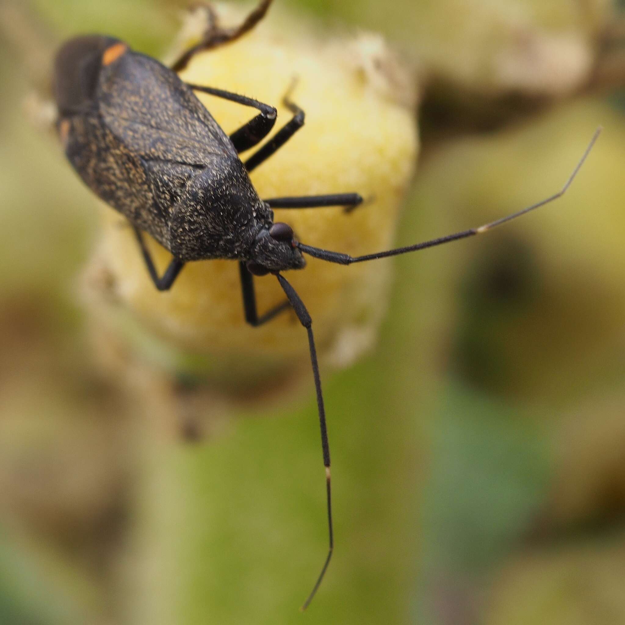 Image of Closterotomus cinctipes (A. Costa 1853)