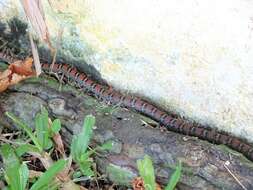 Image of Banded Flying Snake