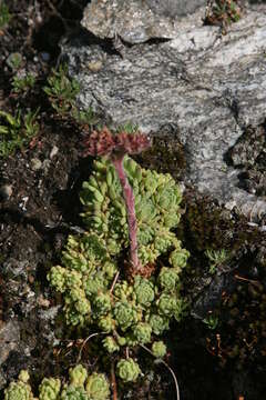 Image of Sempervivum montanum L.