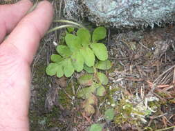 Sivun Polypodium saximontanum Windham kuva