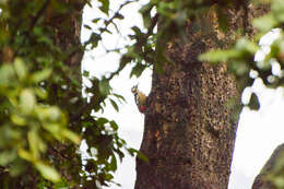 Image of Himalayan Woodpecker