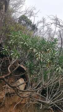 Image of Echium nervosum Dryand. ex Ait.