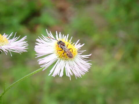 Image of Nomada cuneata (Robertson 1903)