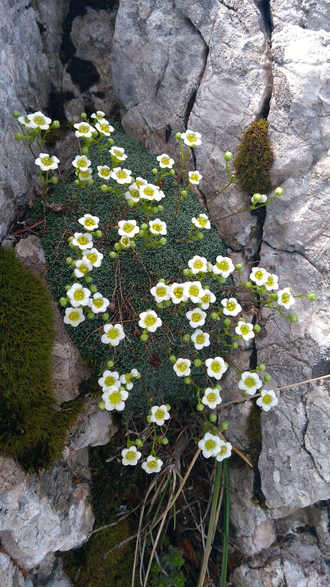 Sivun Saxifraga squarrosa Sieber kuva