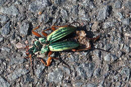 Imagem de Carabus (Tachypus) auratus Linnaeus 1760