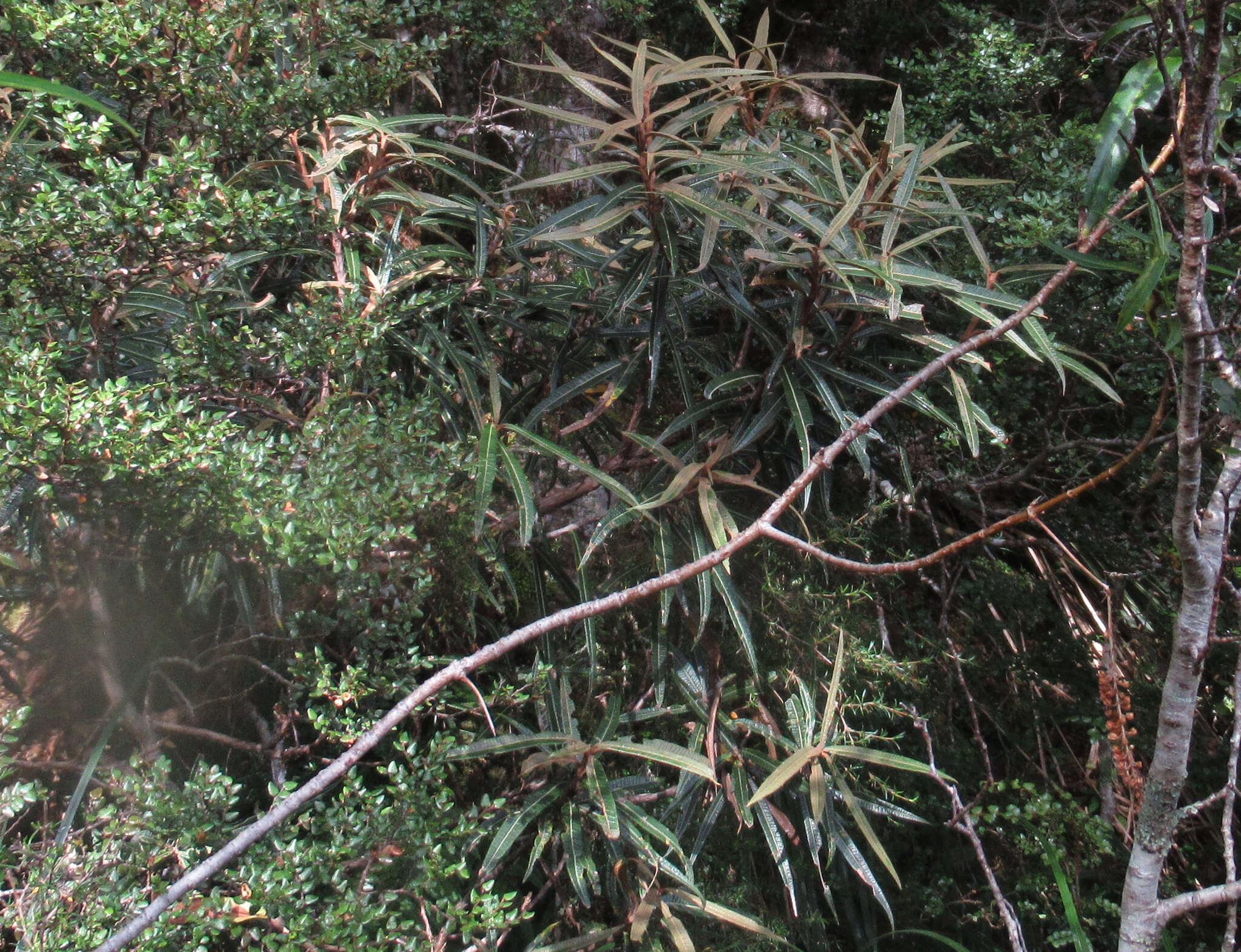 Слика од Olearia lacunosa Hook. fil.