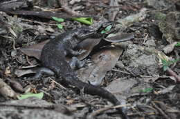 Image of Round Island Skink