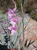 Imagem de Gladiolus varius F. Bolus