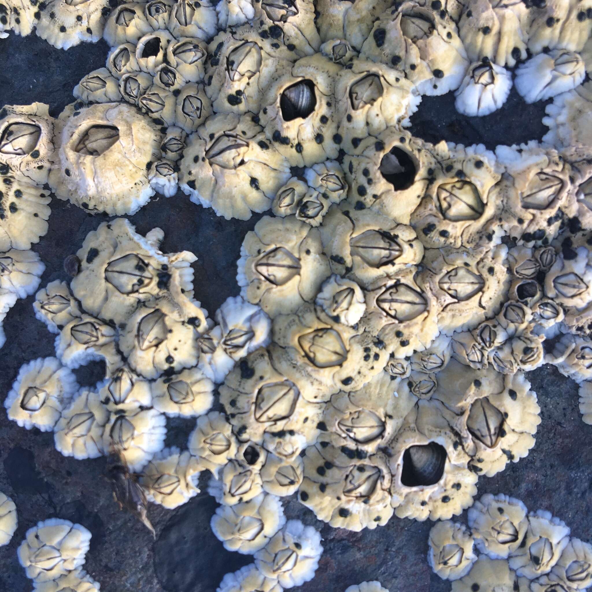 Image of Acorn barnacle