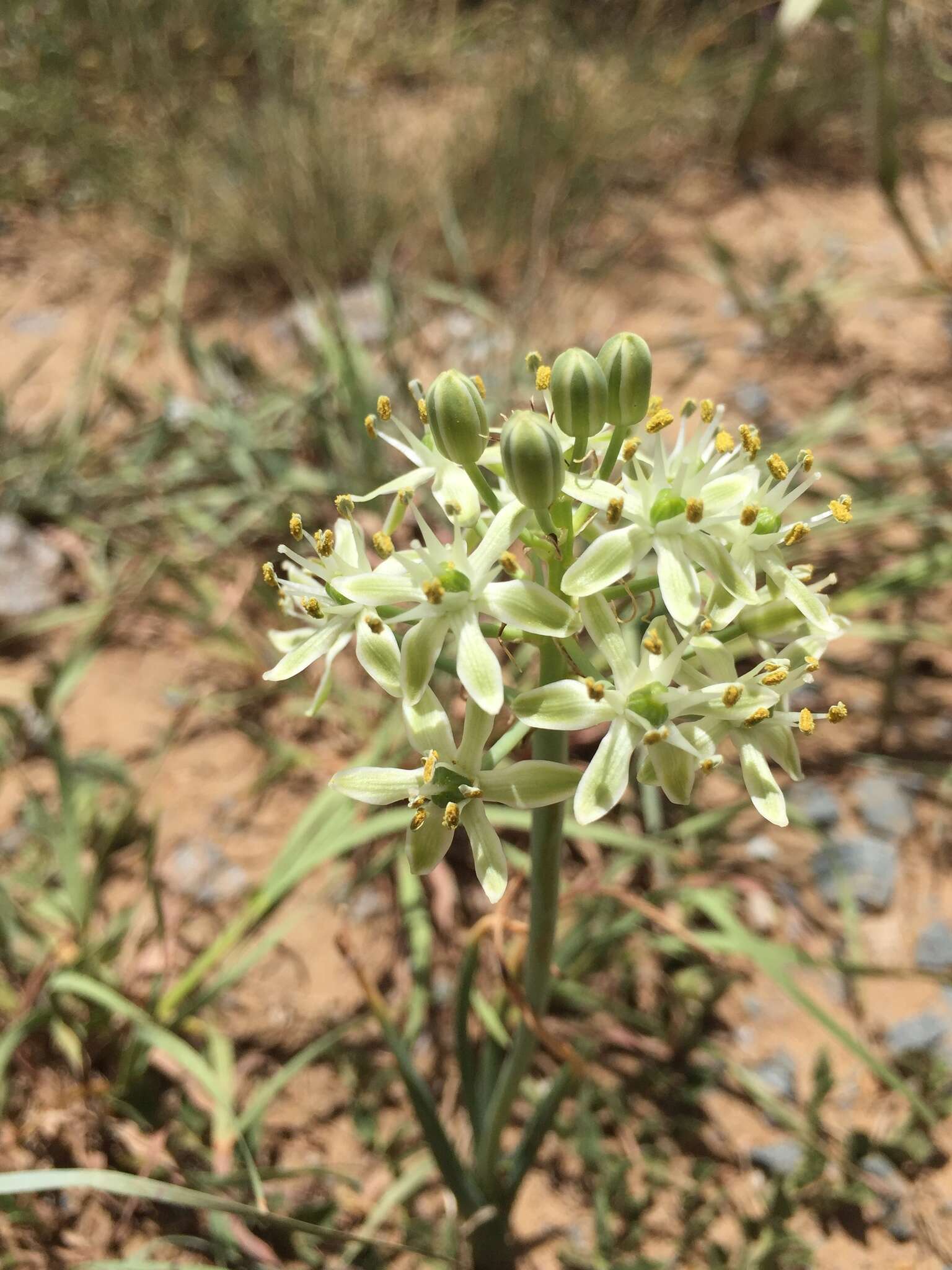 Image of Albuca prasina (Ker Gawl.) J. C. Manning & Goldblatt