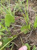 Image of Pimpinella caffra (Eckl. & Zeyh.) D. Dietr.