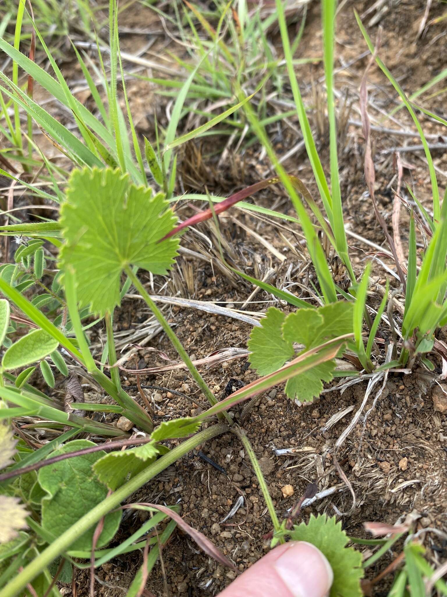 Pimpinella caffra (Eckl. & Zeyh.) D. Dietr. resmi