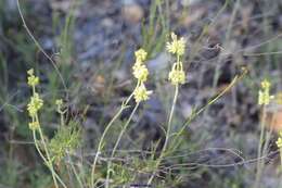 Image of Sideritis incana L.