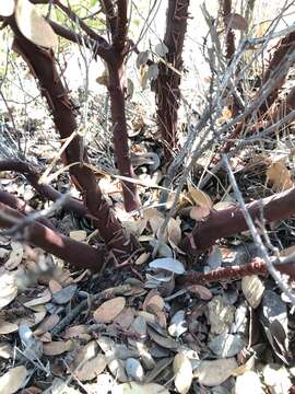 Image of Otay manzanita