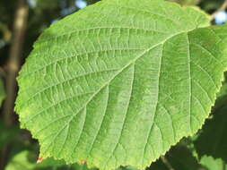 Image of Cobnut