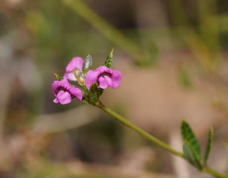 Image of Heath Mirbelia