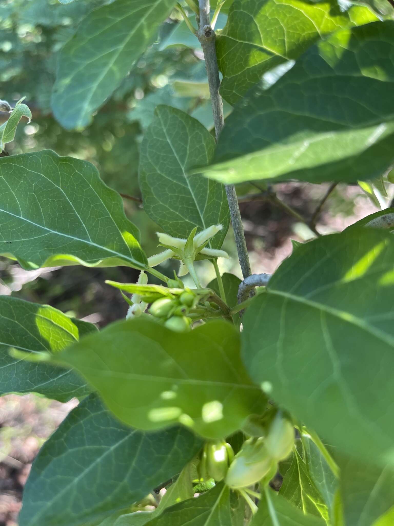 صورة Marsdenia rubicunda (K. Schum.) N. E. Br.