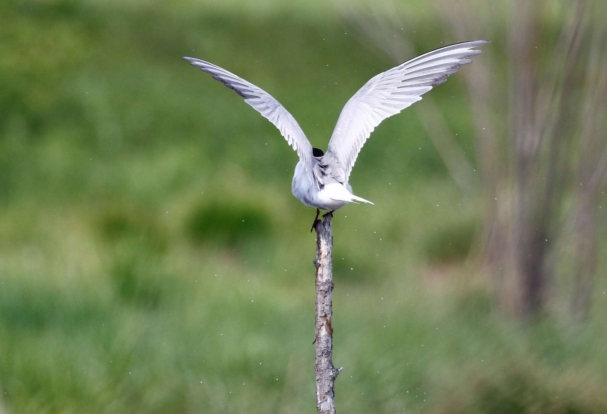 Sivun Sterna hirundo longipennis Nordmann 1835 kuva