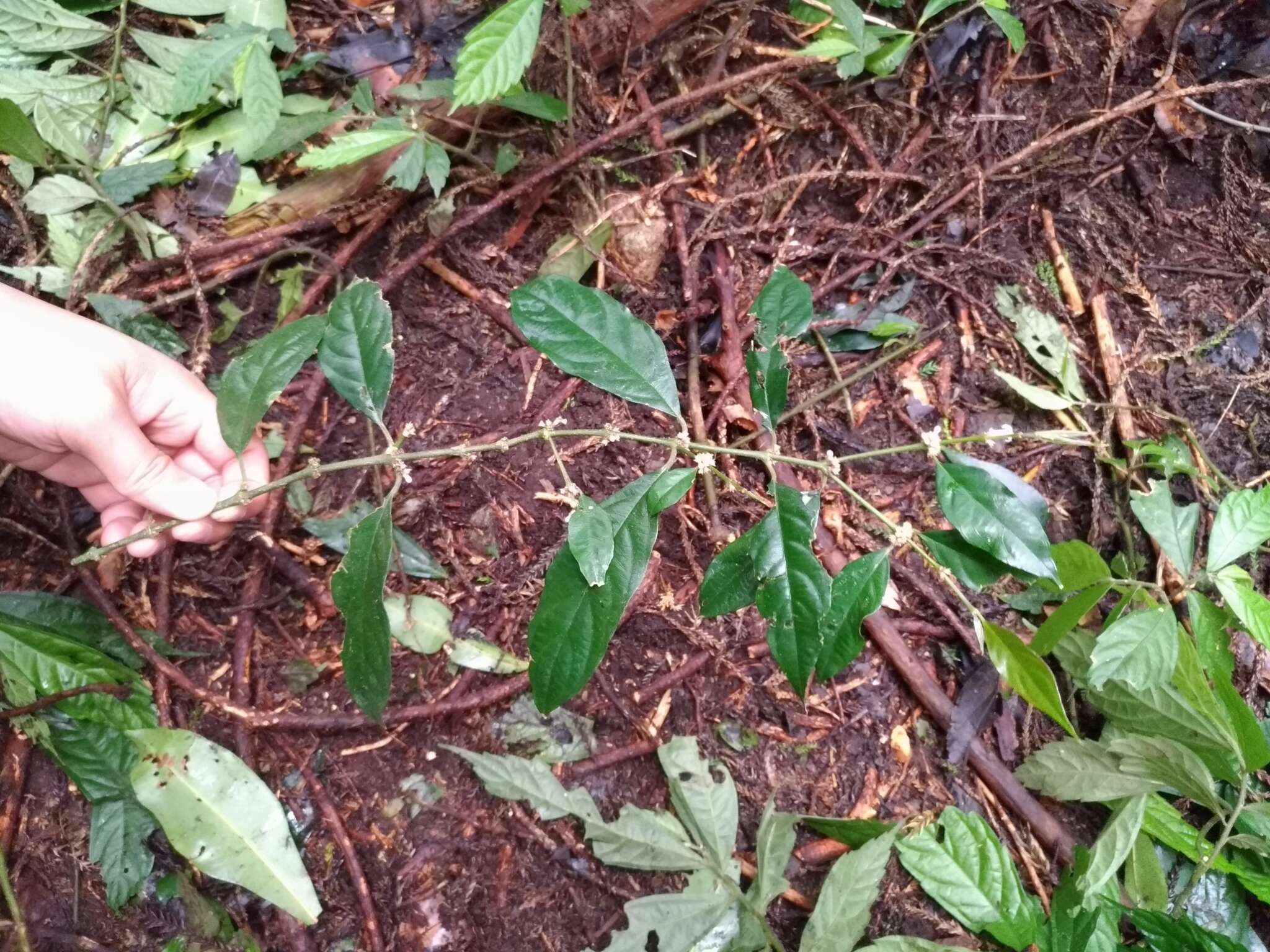 Lasianthus fordii Hance resmi