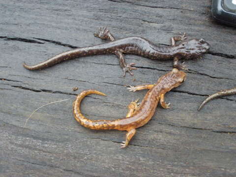 Image of Clouded Salamander