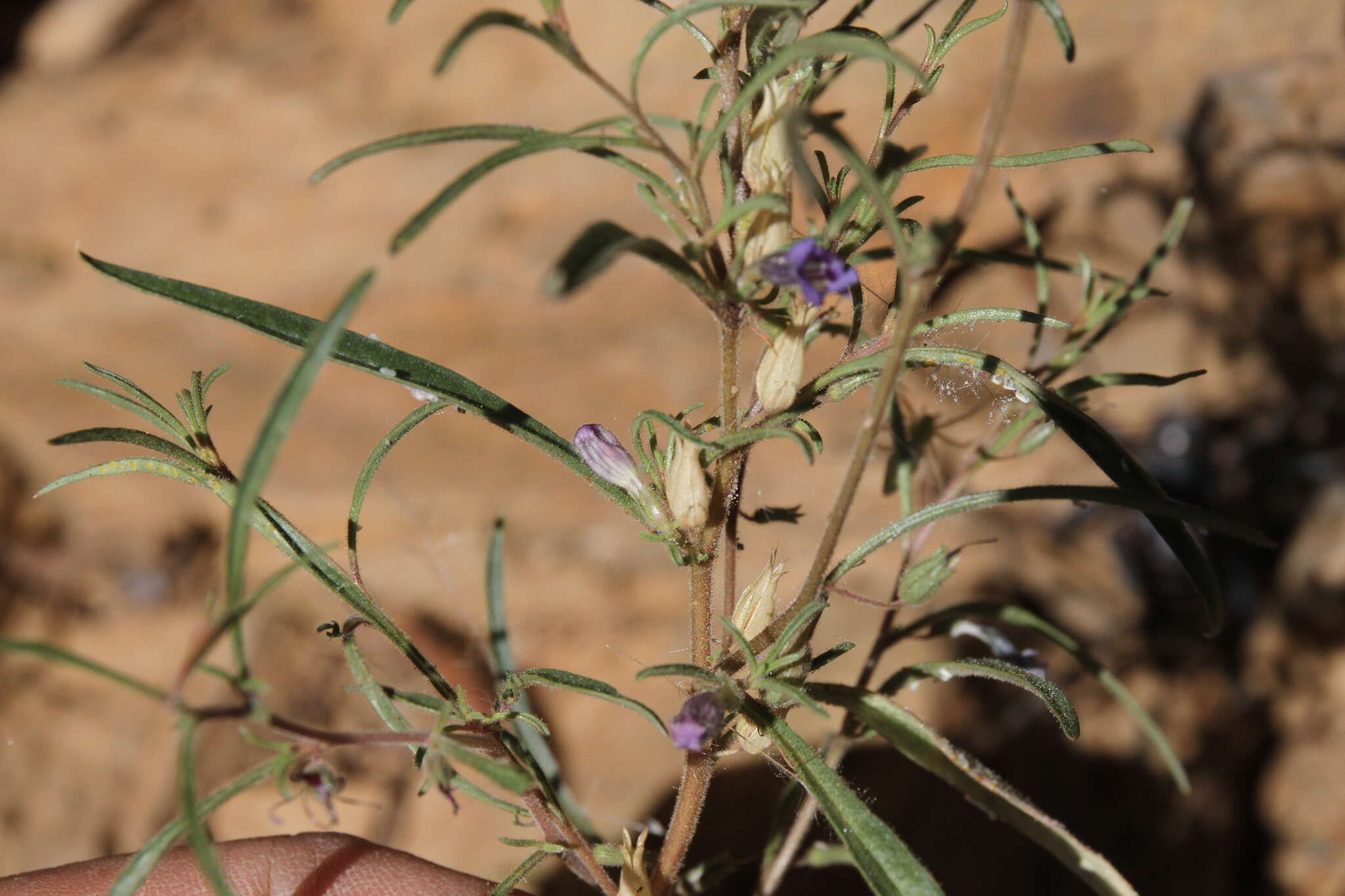 Image de Anticharis senegalensis (Walp.) Bhandari