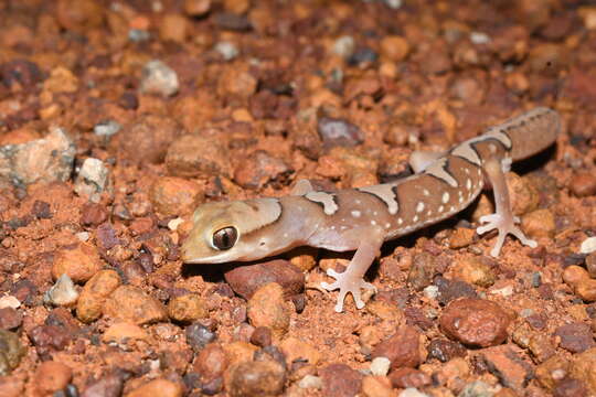 Image of Fine-faced Gecko