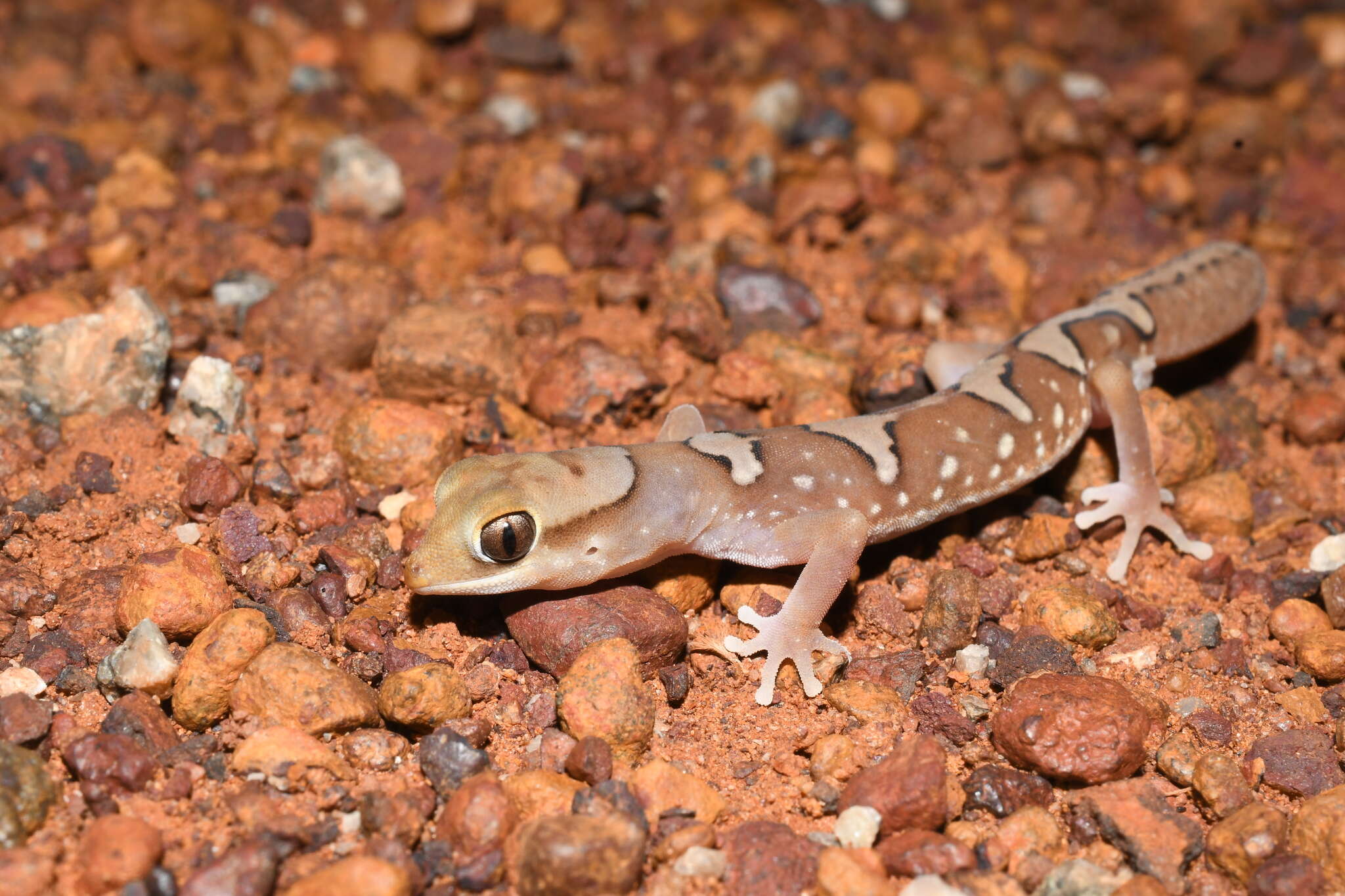 Imagem de Diplodactylus pulcher (Steindachner 1870)