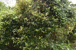 Image of Decaspermum gracilentum (Hance) Merr. & L. M. Perry