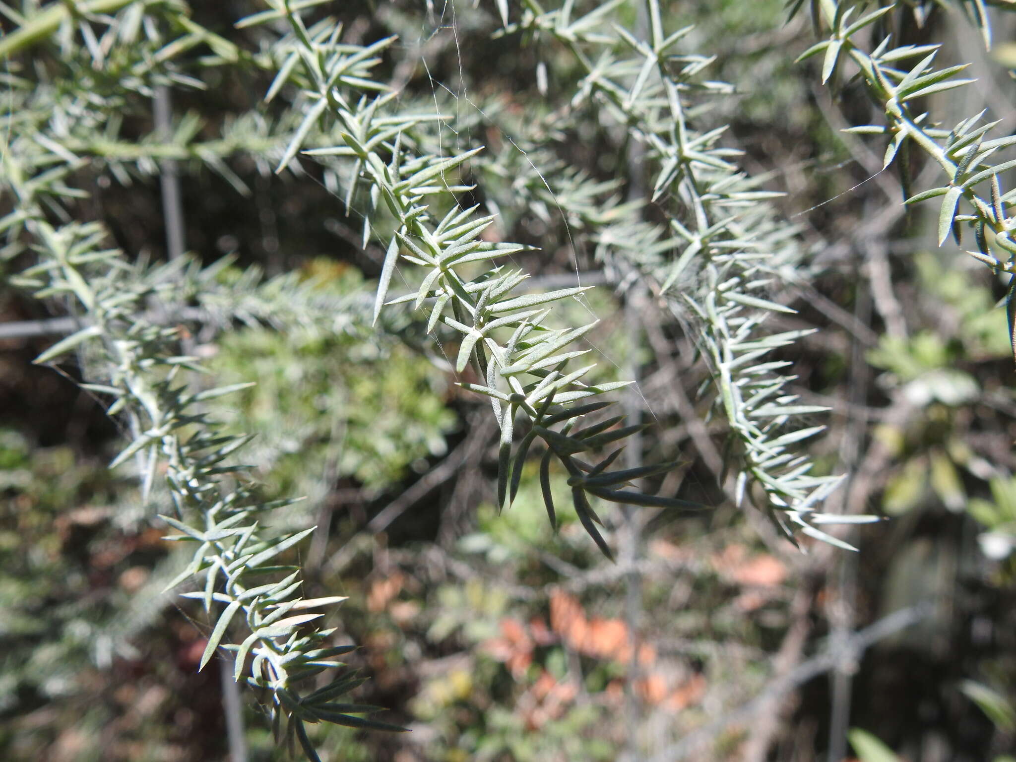 Image of Asparagus aphyllus L.