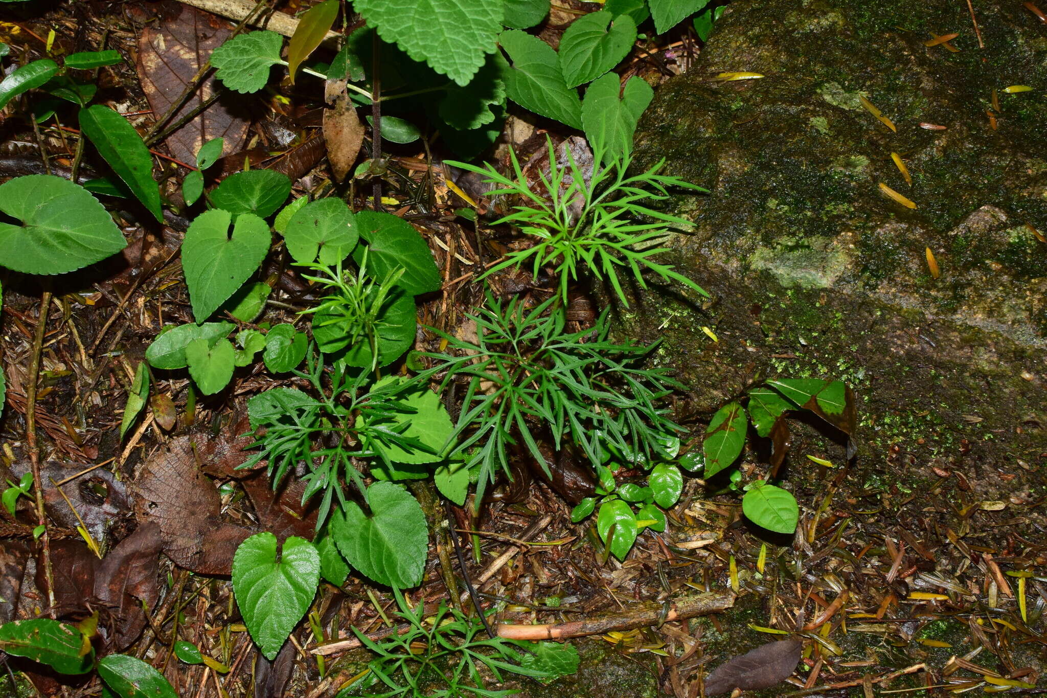 Image of Viola chaerophylloides (Regel) W. Becker