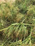 Image of Cyperus leptocladus Kunth