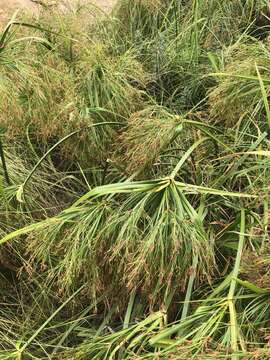 Image of Cyperus leptocladus Kunth