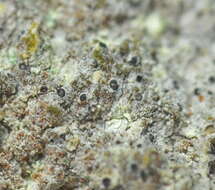 Image of dot lichen