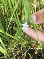 Image of Marsh Bellflower