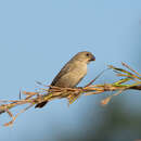 Image of Black-and-tawny Seedeater