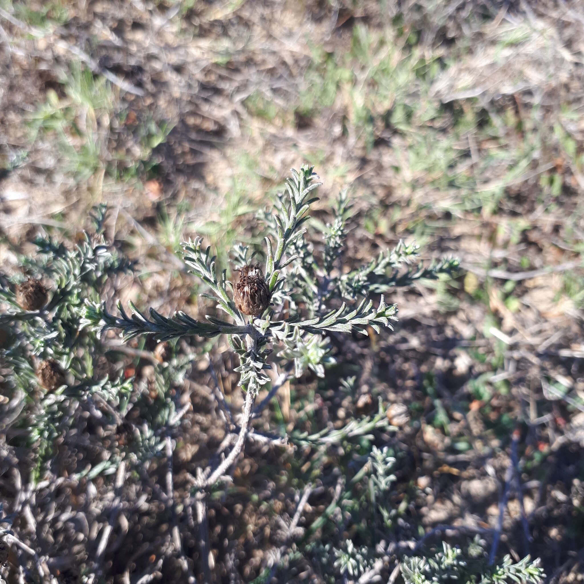 Image of Oedera fruticosa (L.) N. G. Bergh