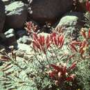 Imagem de Malesherbia tenuifolia D. Don