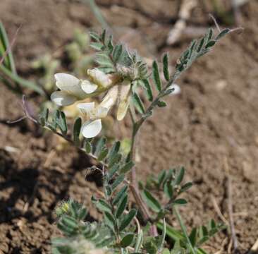 Image of Hungarian vetch