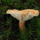 Image of Lactarius torminosulus Knudsen & T. Borgen 1996