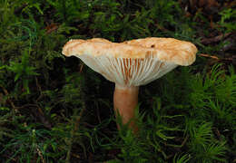 Imagem de Lactarius torminosulus Knudsen & T. Borgen 1996