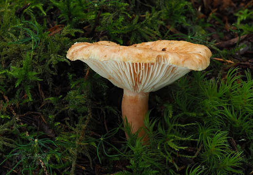 Image of Lactarius torminosulus Knudsen & T. Borgen 1996