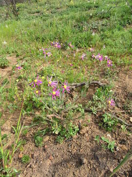 Plancia ëd Senecio arenarius Thunb.