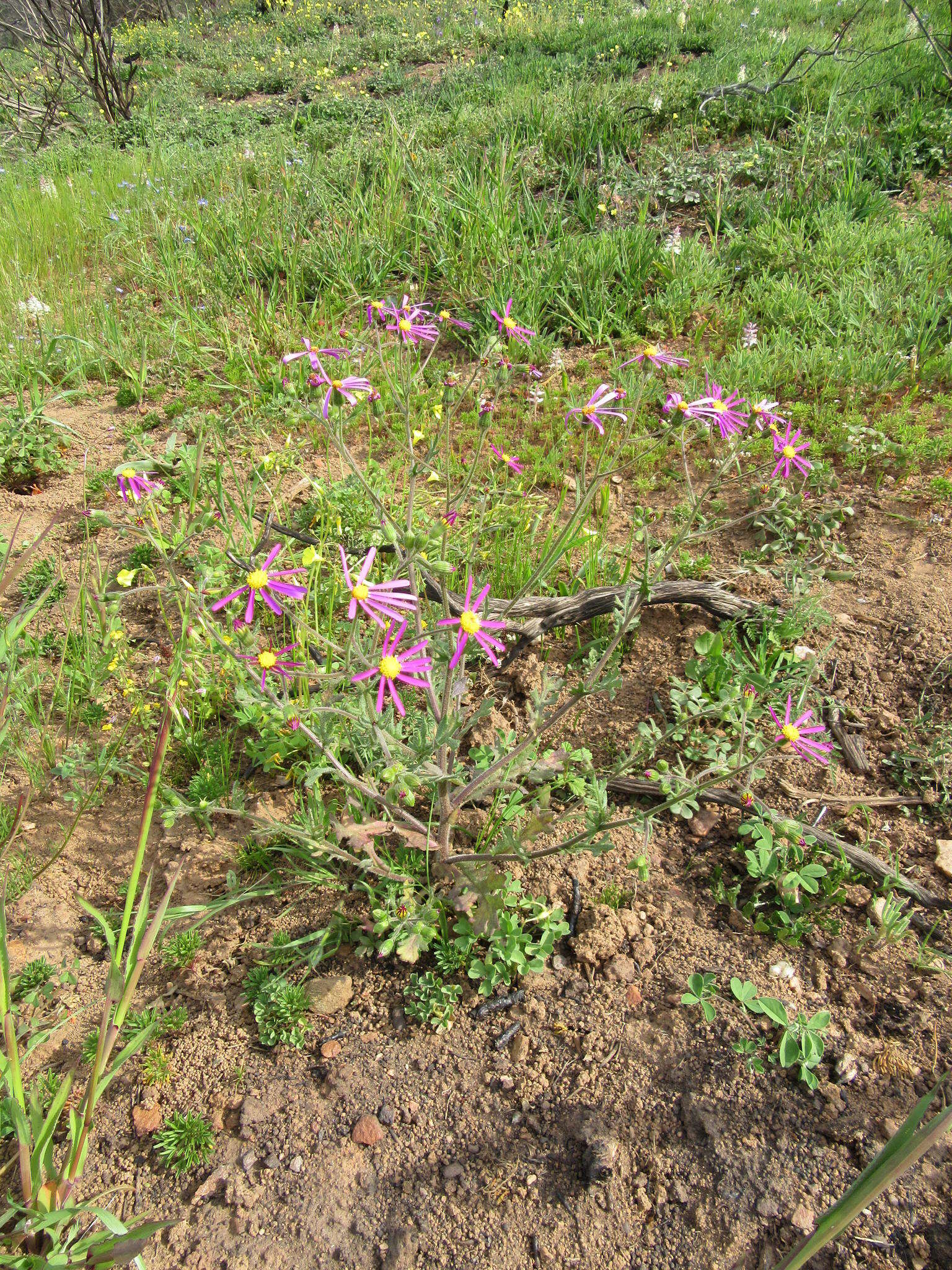 Image of Senecio arenarius Thunb.