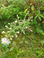 Image of wavyleaf aster