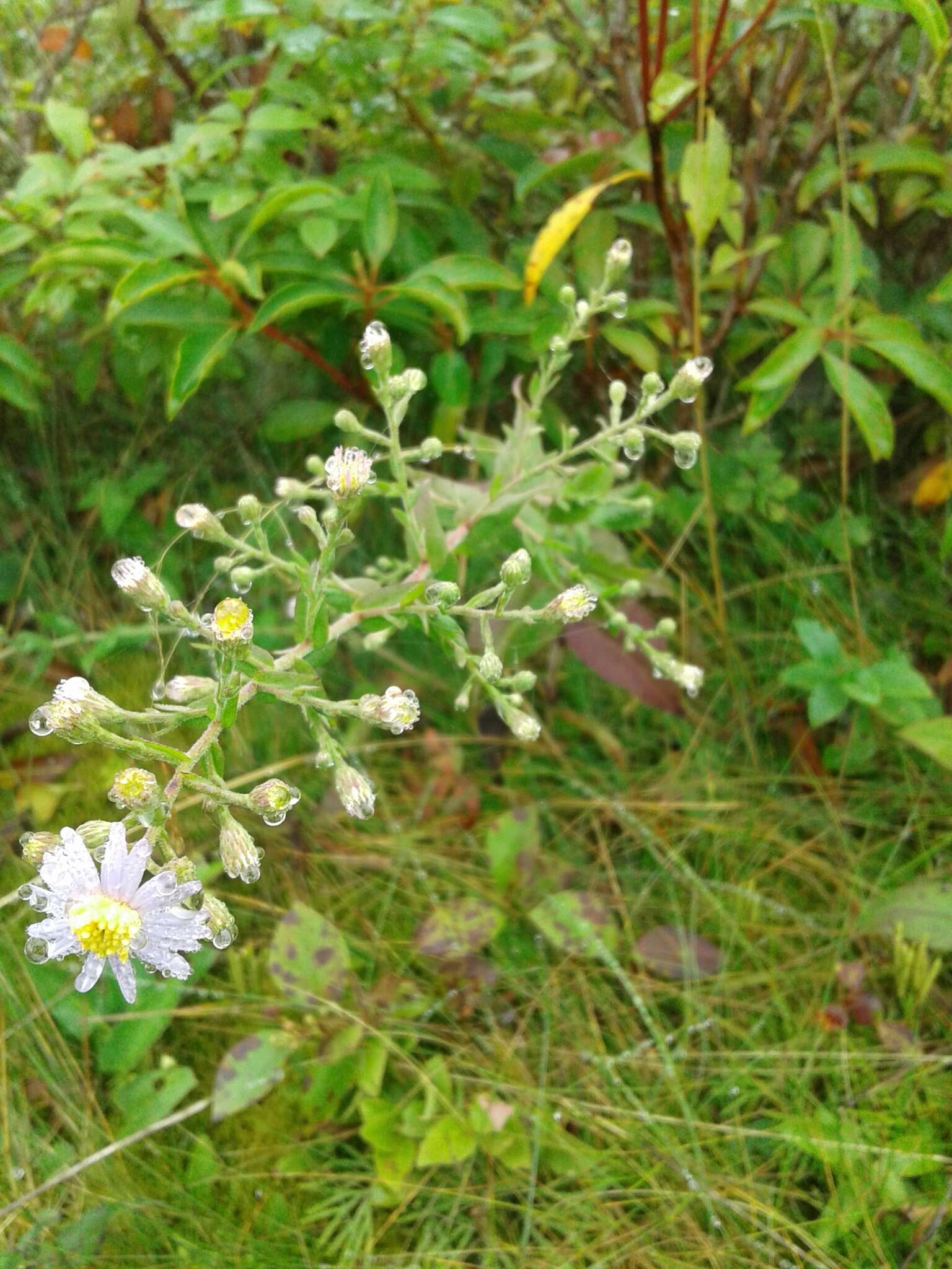 Image of wavyleaf aster