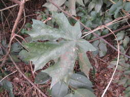 Image de <i>Pterospermum truncatolobatum</i>
