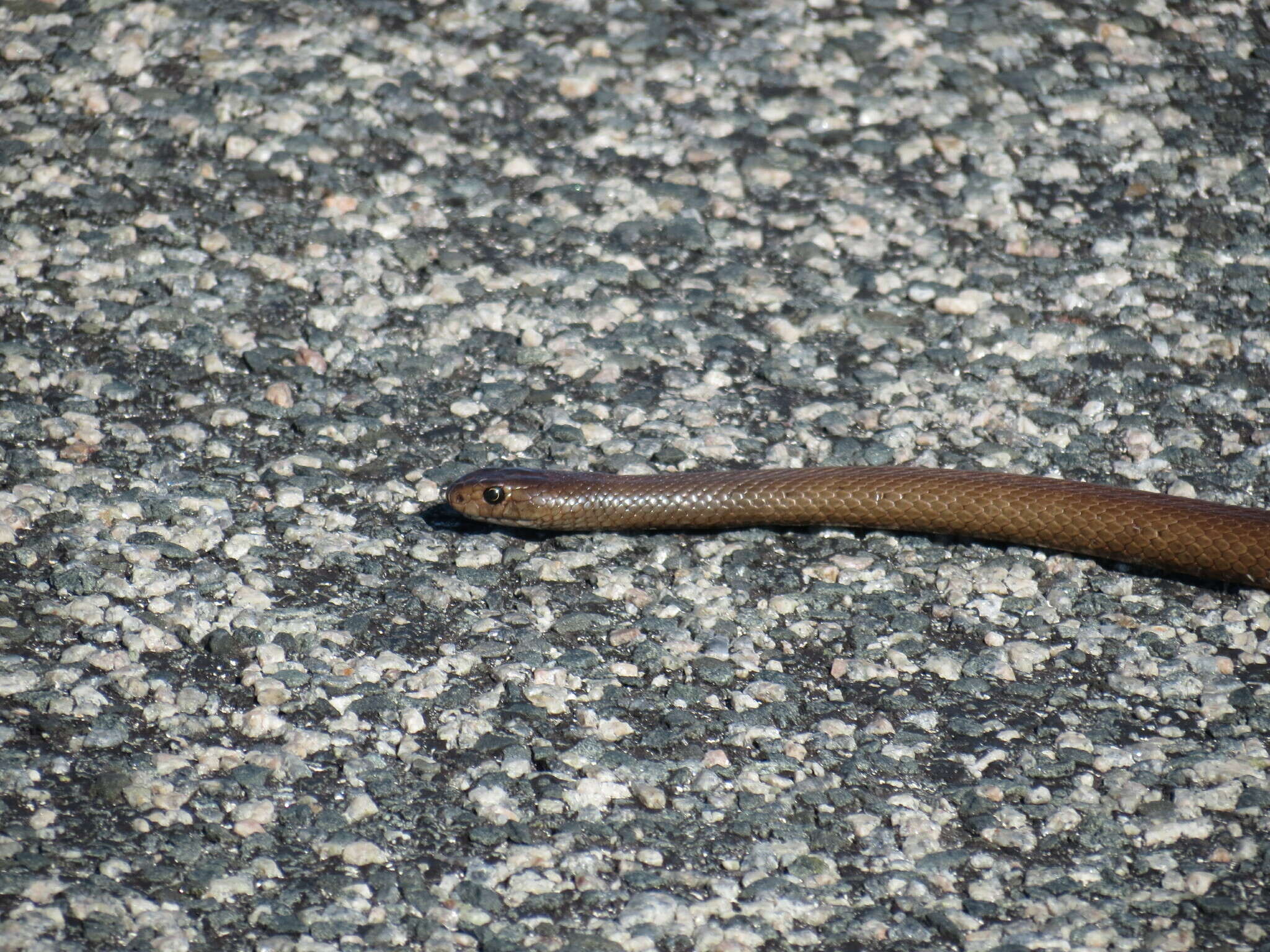 Image of Pseudonaja affinis exilis Storr 1989