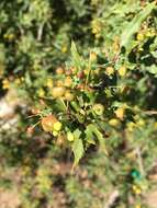 Image of Nevin's barberry